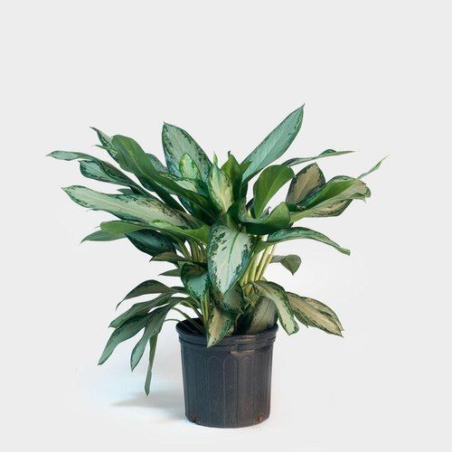 Green Indoor Flower Plants