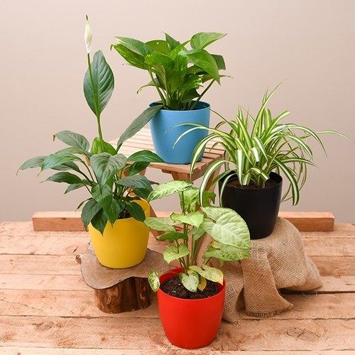 Powerful Top Purifier Plants