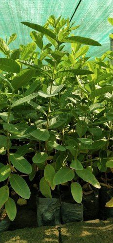 guava plants