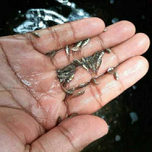 Common Carp Fish Seeds