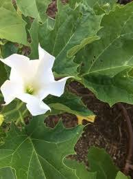 Datura Stramonium