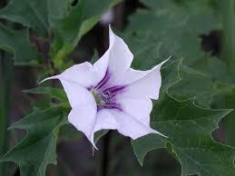 Datura Stramonium