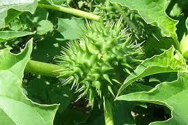 Datura Stramonium