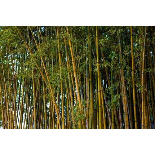Fresh Bamboo Plant