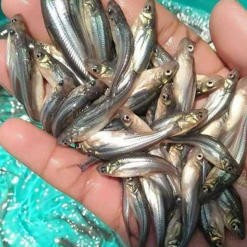 Live Pangash Fish Seeds
