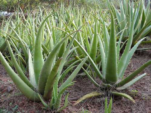 Fresh Aloe Vera Leaf Ingredients: Herbs