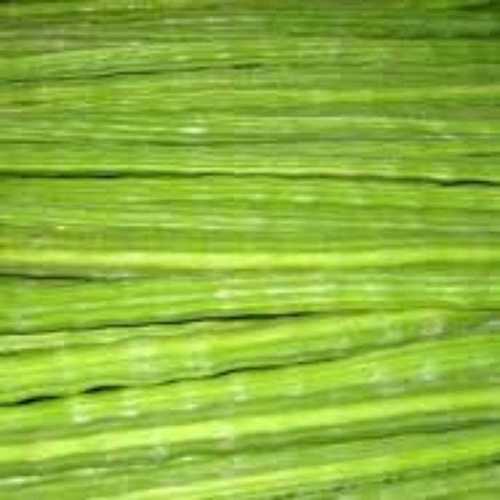 Fresh and Green Drumstick (moringa)