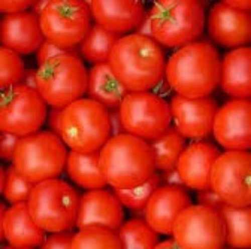 Fresh and Red Tomato