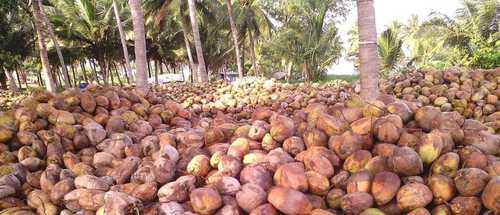 Dried Green Fresh Tender Coconut