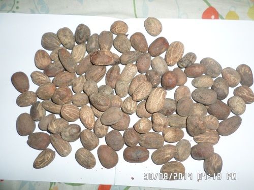 Raw Shea Kernels And Nuts