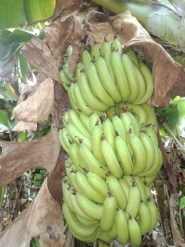 Farm Fresh Cavandish Banana