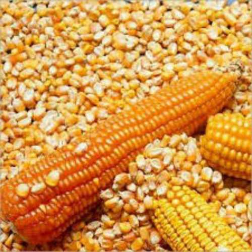 Common Pure Yellow Maize Grain