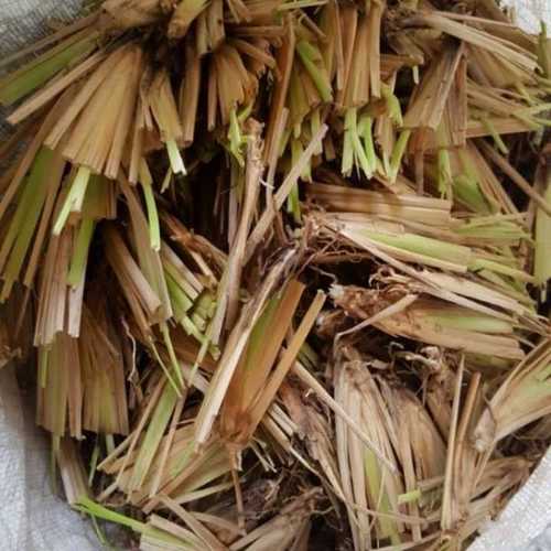 Natural Green Vetiver Saplings For Soil Erosion