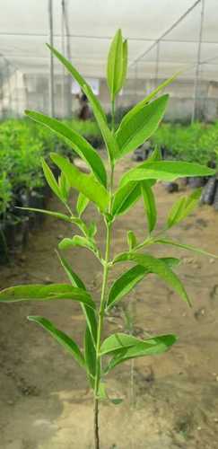Hybrid White Sandalwood Plant Size Vary Price 100 Inr Piece Id