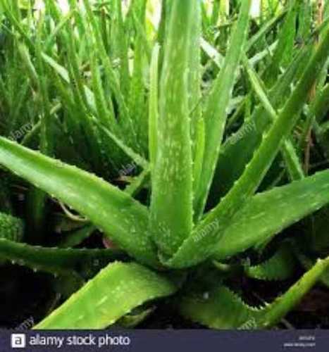 Green Aloe Vera Leaf