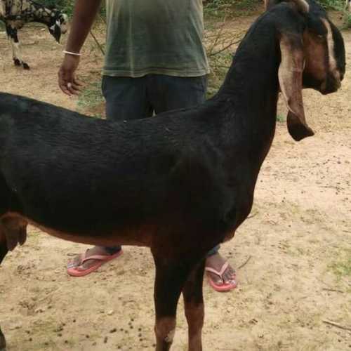 Kota Female Goat