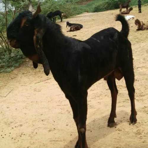 Black Kota Male Goat