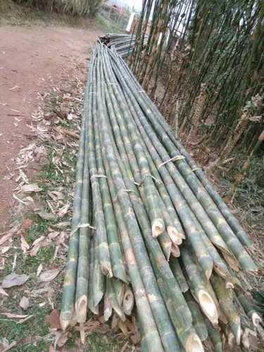 Natural Green Bamboo Cane Size: Multiple at Best Price in North Tripura