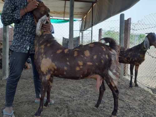 Sirohi Goats