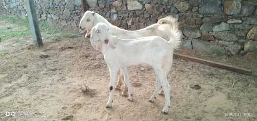 Sojat Goat - 3.7 Feet Tall, White Color, 20-30 Kilograms Weight | Suitable for Male and Female, Ideal for Ages 2-5 Months