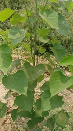 Gambhari Medicinal Plants