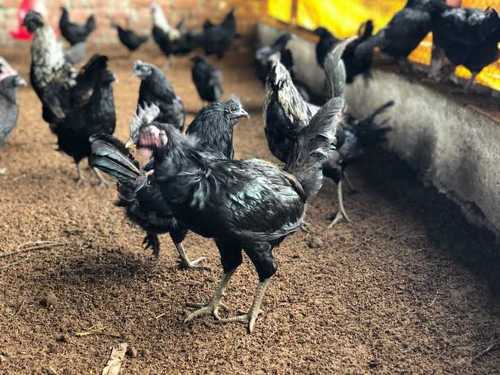 Black Healthy Kadaknath Chicks