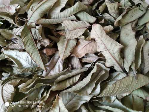 Natural Dried Guava Leaves