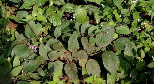 Natural Shalparni Herb
