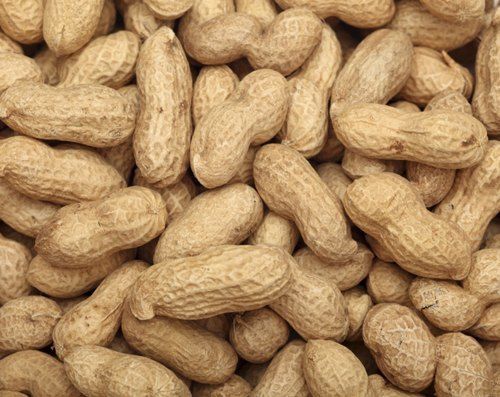 Organic Groundnuts With Shell