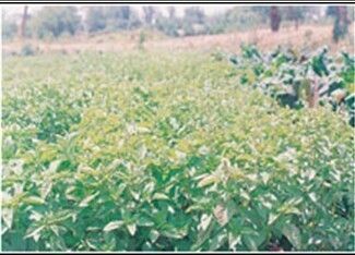 Tukmaria Herbal Plant