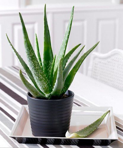 Aloe Vera Succulent Plant