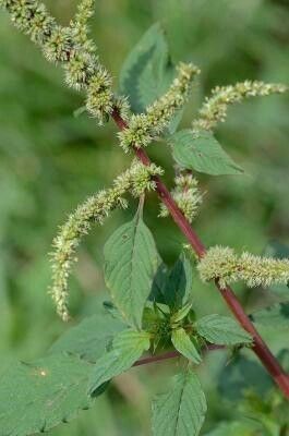 Amaranthus Spinosus Medical Plant