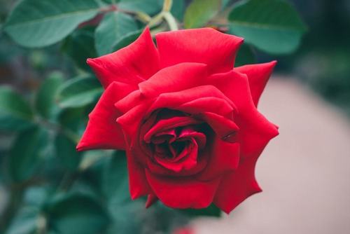 Beautiful Fresh Red Rose
