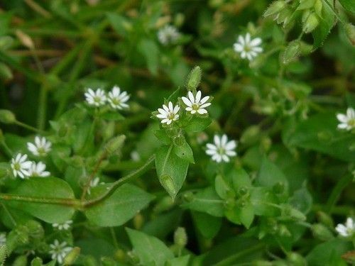 Chickweed Plant