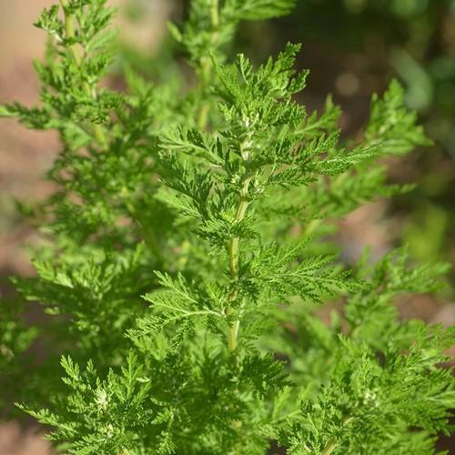 Natural Green Artemisia Annua