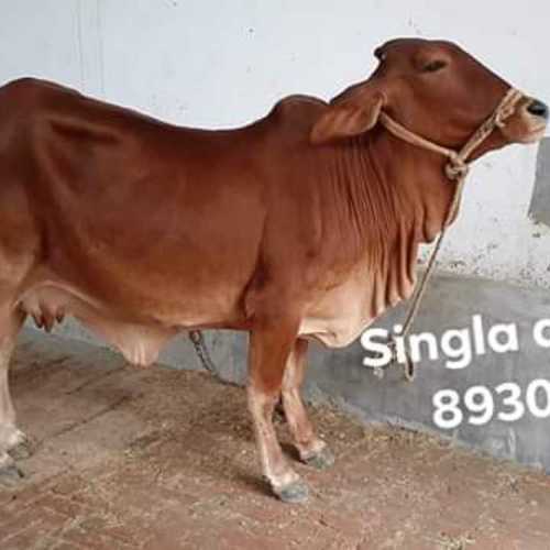 Adult and Healthy Sahiwal Cow