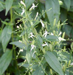 Andrographis Paniculata Leaves, Medical Grade Ingredients: Herbs at ...