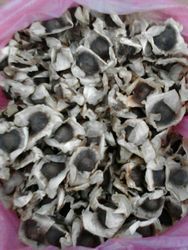 Common Dried Moringa Oleifera Seeds