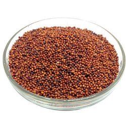 Finger Millet Ragi