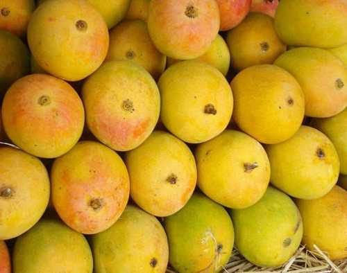 Fresh Juicy Kesar Mango 