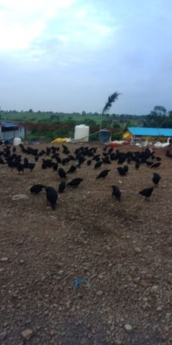 Fresh Kadaknath Chicken Black