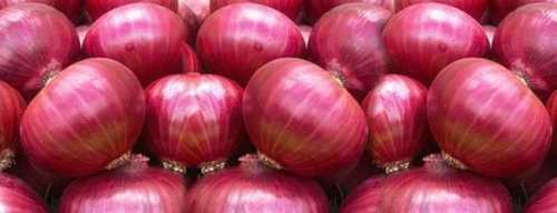 Fresh Organic Red Onion