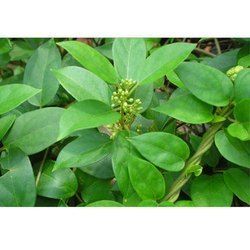 Dried Herbs Gymnema Sylvestre Dry, Medicine Grade