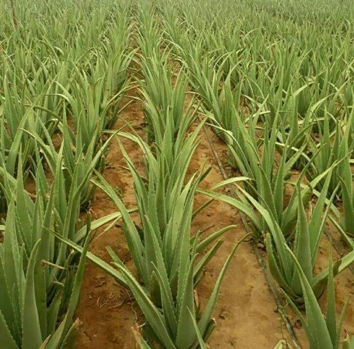 Ayurvedic Product Hybrid, Herbal Green Aloe Vera Plant