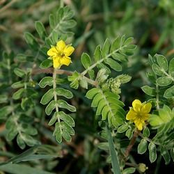 Dried Herbs Natural Tribulus Terrestris, Medical Grade