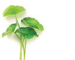 Organic Centella Asiatica Leaves