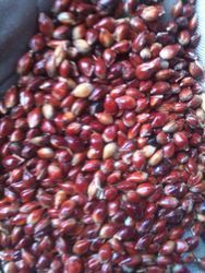 Sorghum Sudan Grass Seed