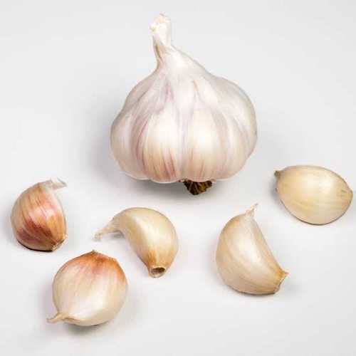 Fresh And Pure Garlic