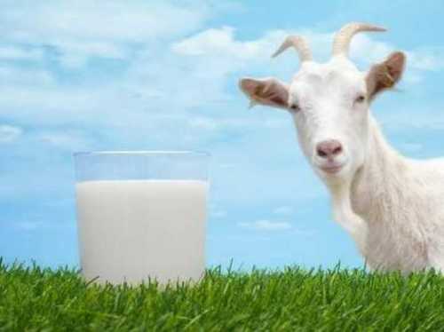 Pure Fresh Goat Milk Age Group: Children