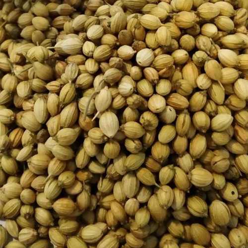 Common Superior Grade Coriander Seed